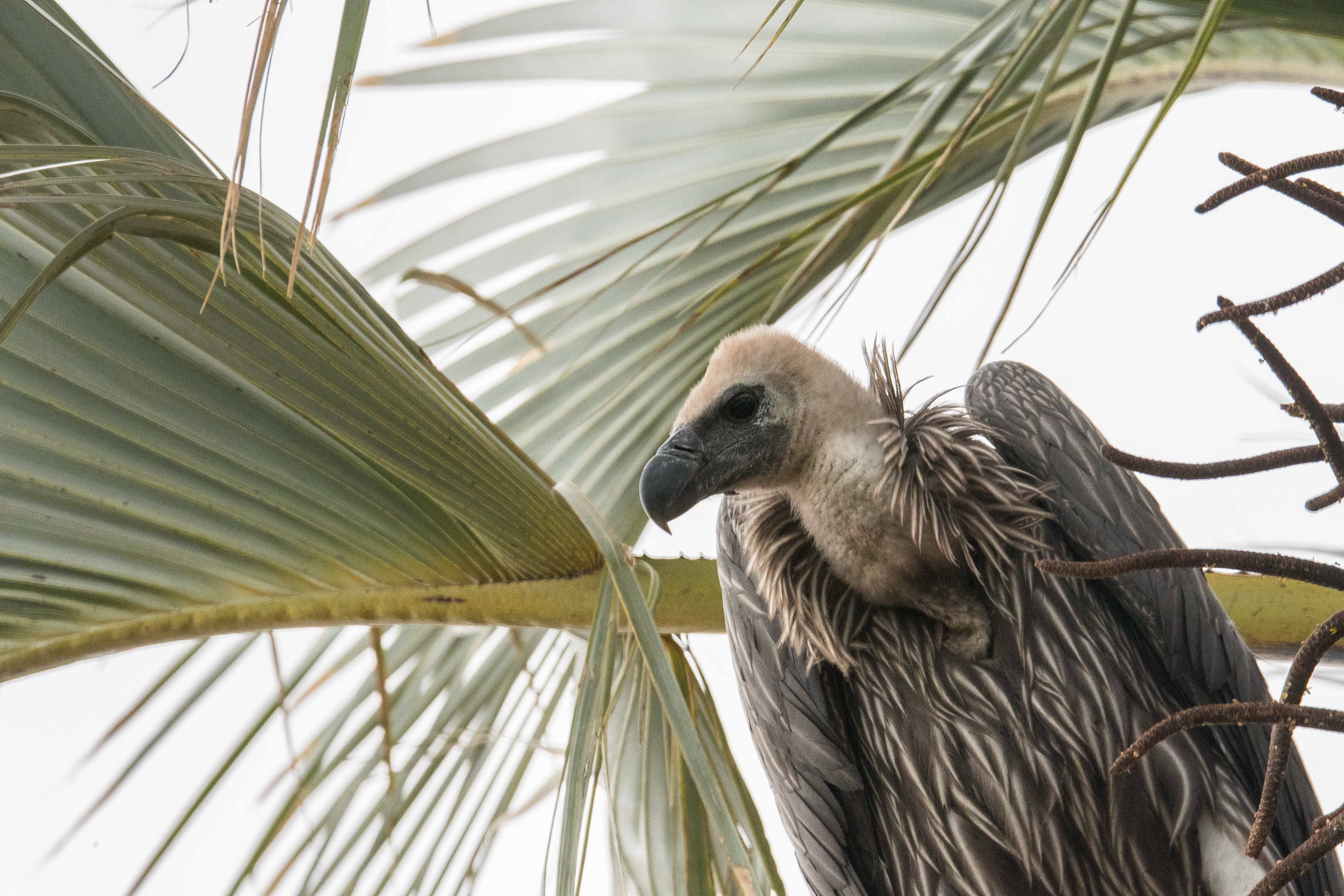 Portrait d'un Vautour Africain (White-backed vulture, Gyps africanus), adulte perché dans un palmier, Onguma Nature Reserve, Etosha, Kunene, Namibie. 